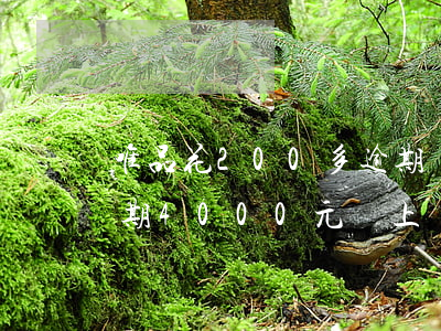 唯品花200多逾期沒還會怎么樣(唯品花逾期4000元會上門嗎)