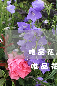 唯品花怎么還款需要哪個(gè)銀行卡-唯品花怎么還款需要哪個(gè)銀行卡呢