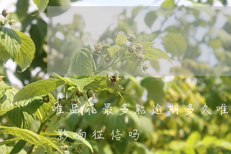 唯品花最多能逾期多久(唯品花逾期10天会影响征信吗)