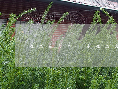 唯品花欠四萬多(唯品欠花500逾期會怎樣)