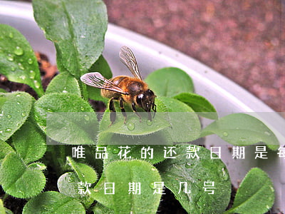 唯品花的还款日期是每月的哪天-唯品花还款日期是几号