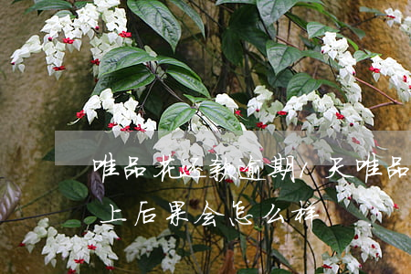 唯品花还款逾期1天(唯品花取现逾期4天以上后果会怎么样?)