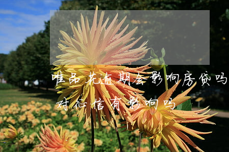 唯品花逾期会影响房贷吗(唯品花按时还款会对征信有影响吗)