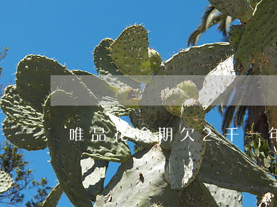 唯品花逾期欠2千一年(唯品花逾期兩年)