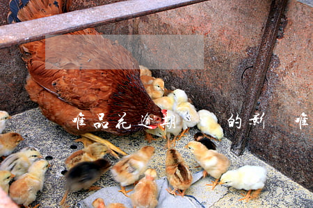 唯品花逾期記錄的影響(唯品花逾期2天有事嗎)