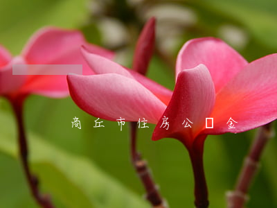商丘市住房公積金