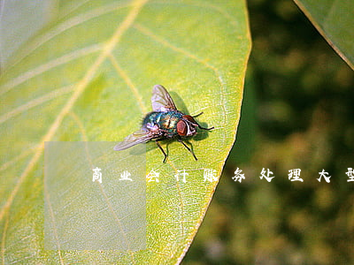 商业会计账务处理(大型商场会计账务处理)