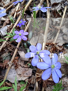 商事信托的定義具體是怎樣的