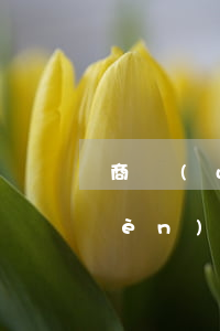 商務(wù)談判技術(shù)顧問(wèn)應(yīng)該說(shuō)什么(商務(wù)談判中技術(shù)顧問(wèn)的稿子)