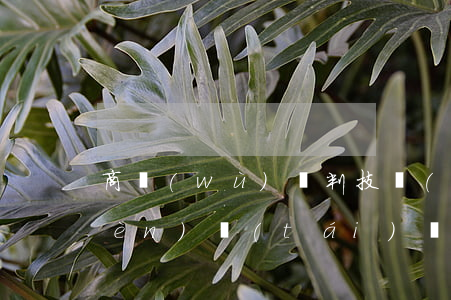 商務(wù)談判技術(shù)顧問(wèn)臺(tái)詞(商務(wù)談判銷售經(jīng)理臺(tái)詞)