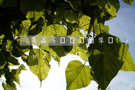 商品房買賣糾紛常見(jiàn)法律問(wèn)題