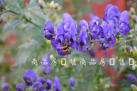 商品房預售(商品房預售許可證)