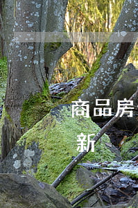 商品房預售管理辦法(商品房預售管理辦法最新)
