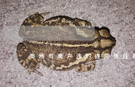 商场与商户违约连带责任是怎样的