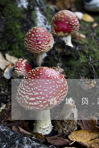 商城贷款还不起怎么办(商城贷款是什么意思)