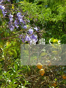 商場(chǎng)花唄分期免息券