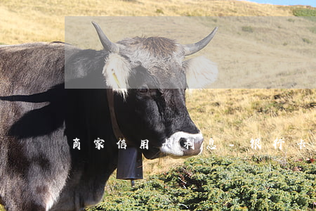 商家信用卡利息-银行卡信用卡利息