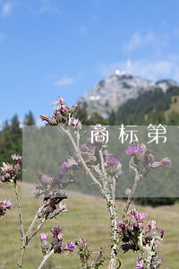 商标第10类