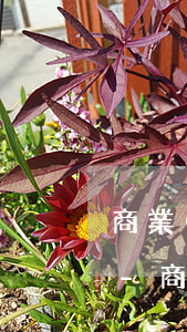 商業(yè)承兌一直逾期不付款該怎么辦-商業(yè)承兌一直逾期不付款該怎么辦呢