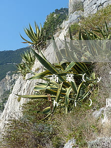商業(yè)承兌匯票逾期提示承兌時(shí)間-