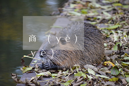 商業(yè)糾紛屬于民事嗎(什么是商業(yè)糾紛)