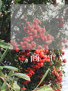 商業(yè)違約如何起訴