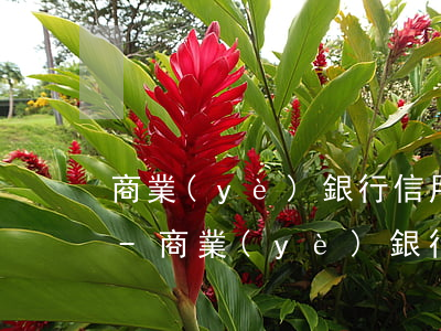 商業(yè)銀行信用卡逾期管理辦法告知-商業(yè)銀行法逾期條款