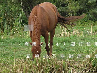 商業(yè)銀行信用貸款逾期(信用卡逾期嚴重能不能辦理商業(yè)貸款)