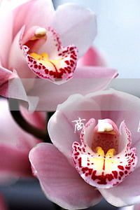 商標(biāo)侵權(quán)的認定標(biāo)準(zhǔn)及應(yīng)對措施