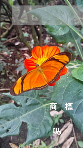 商標(biāo)沒有注冊下來可以放加盟嗎