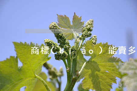 商標(biāo)能賣多少錢