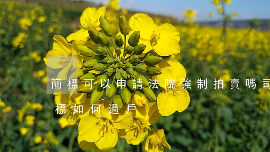 商標可以申請法院強制拍賣嗎(司法拍賣的商標如何過戶)