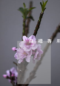 商標專用權受到侵害上訴應該滿足哪些條件