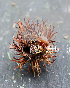 商標申請流程(商標申請流程詳細步驟)