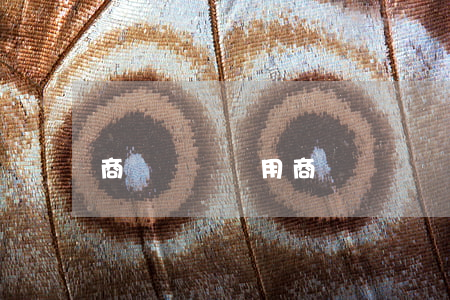 商標轉讓費用(商標轉讓費用大概多少)