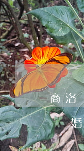 商洛補(bǔ)辦離婚證材料(補(bǔ)辦離婚證)