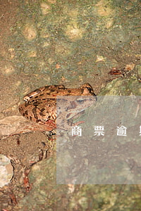 商票逾期地產(chǎn)(商票逾期)