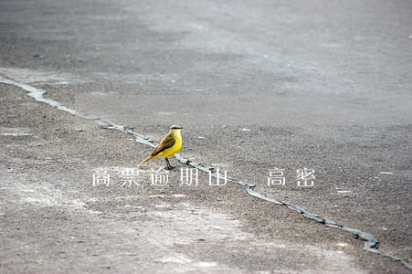 商票逾期山東高密