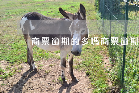 商票逾期的多嗎(商票逾期是什么意思)