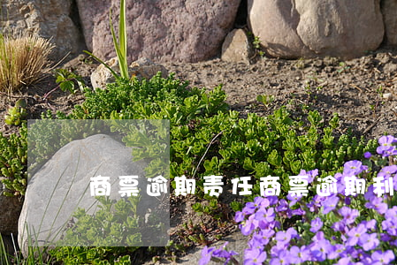 商票逾期责任(商票逾期利息)