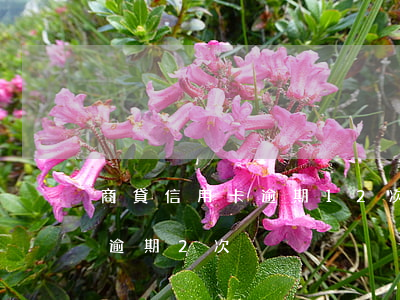 商貸信用卡逾期12次(信用卡連續(xù)逾期2次)
