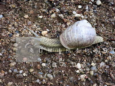 商鋪被法院查封拍賣還可以轉(zhuǎn)租嗎(商鋪查封后租金給誰)