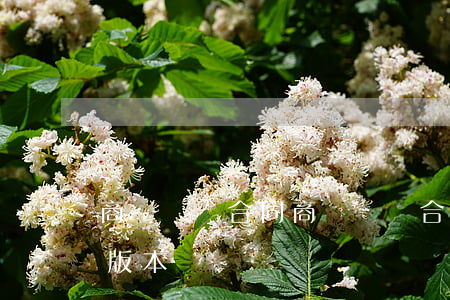 商鋪買賣合同(商鋪買賣合同正規(guī)版本)