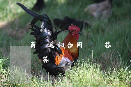 商鋪返租合同糾紛答辯書怎么寫(租賃合同糾紛答辯狀)