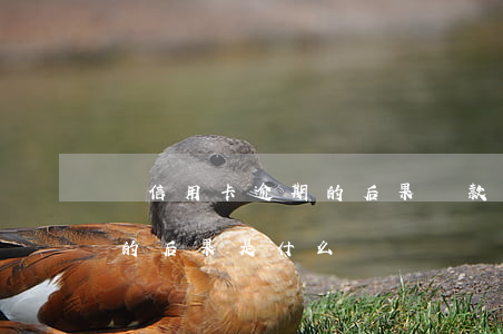 問信用卡逾期的后果(貸款逾期與信用卡逾期的后果是什么)