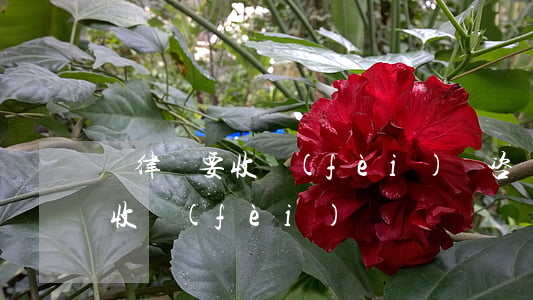 問律師要收費(fèi)嗎(咨詢一下律師要收費(fèi)嗎)