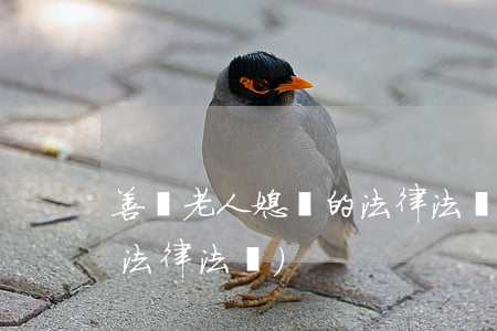 善養老人媳婦的法律法規規章(贍養老人的法律法規)