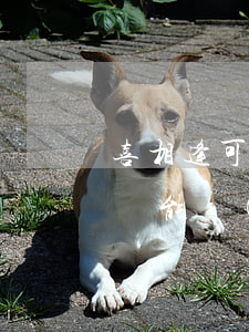 喜相逢可以逾期幾天 喜相逢逾期幾天,第二次還能買(mǎi)車(chē)嗎
