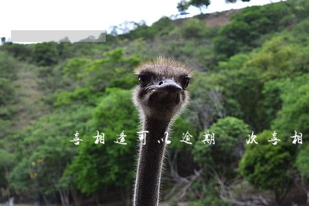 喜相逢可以逾期幾次(喜相逢可以逾期幾次)