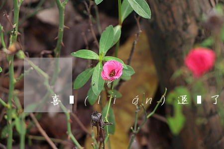 喜聯(lián)退錢了嗎